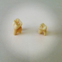 永久歯と乳歯.jpg